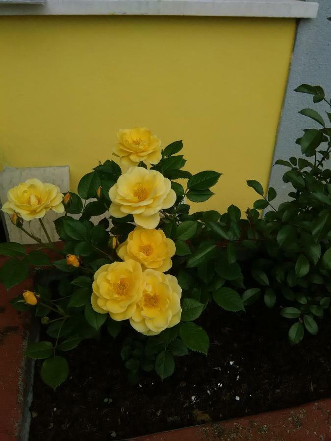 B&B Tisoi Belluno Exterior foto